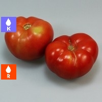 Tomate ensalada kg